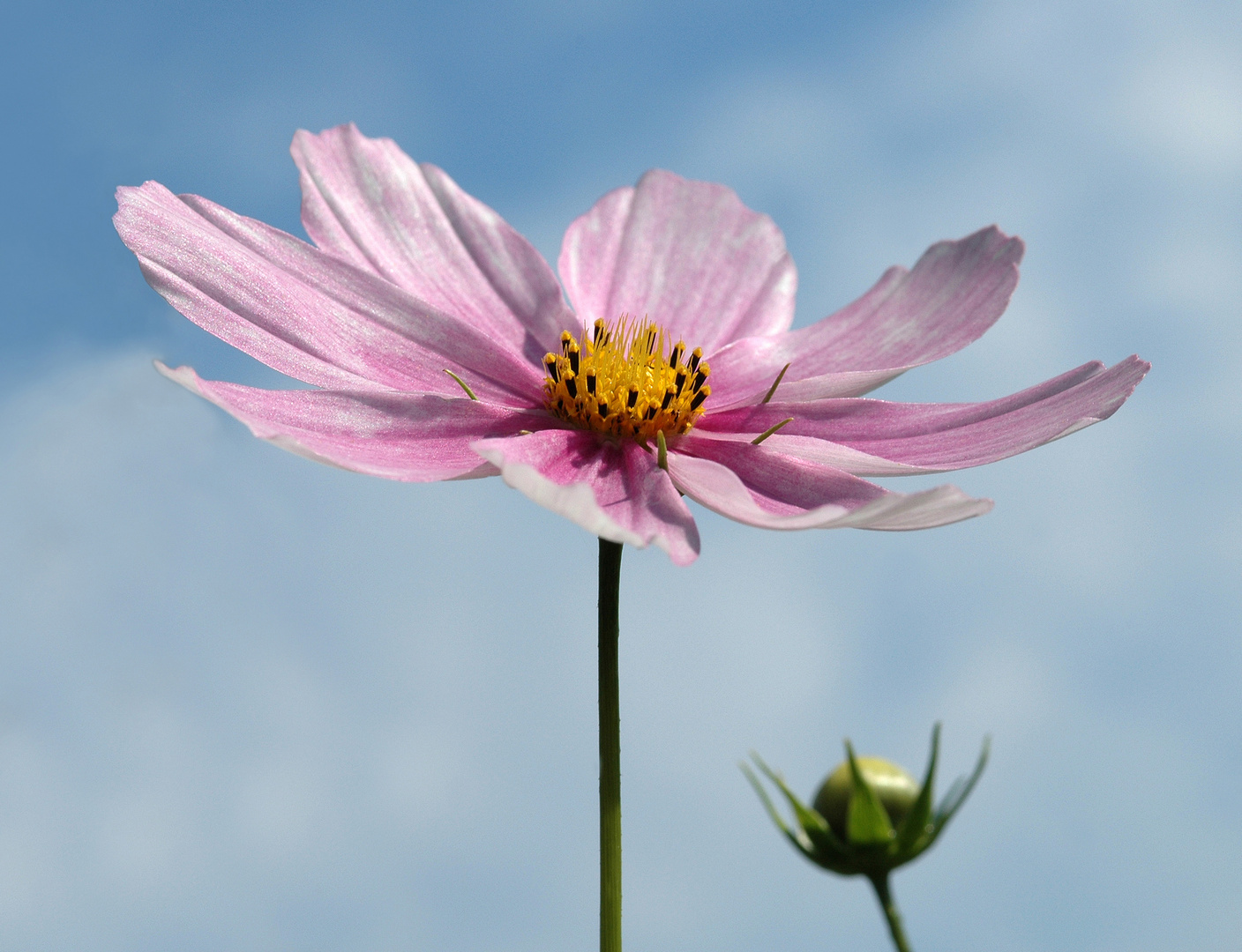 Cosmea, Schmuckkörbchen