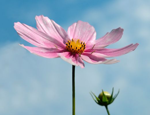 Cosmea, Schmuckkörbchen
