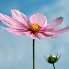 Cosmea, Schmuckkörbchen