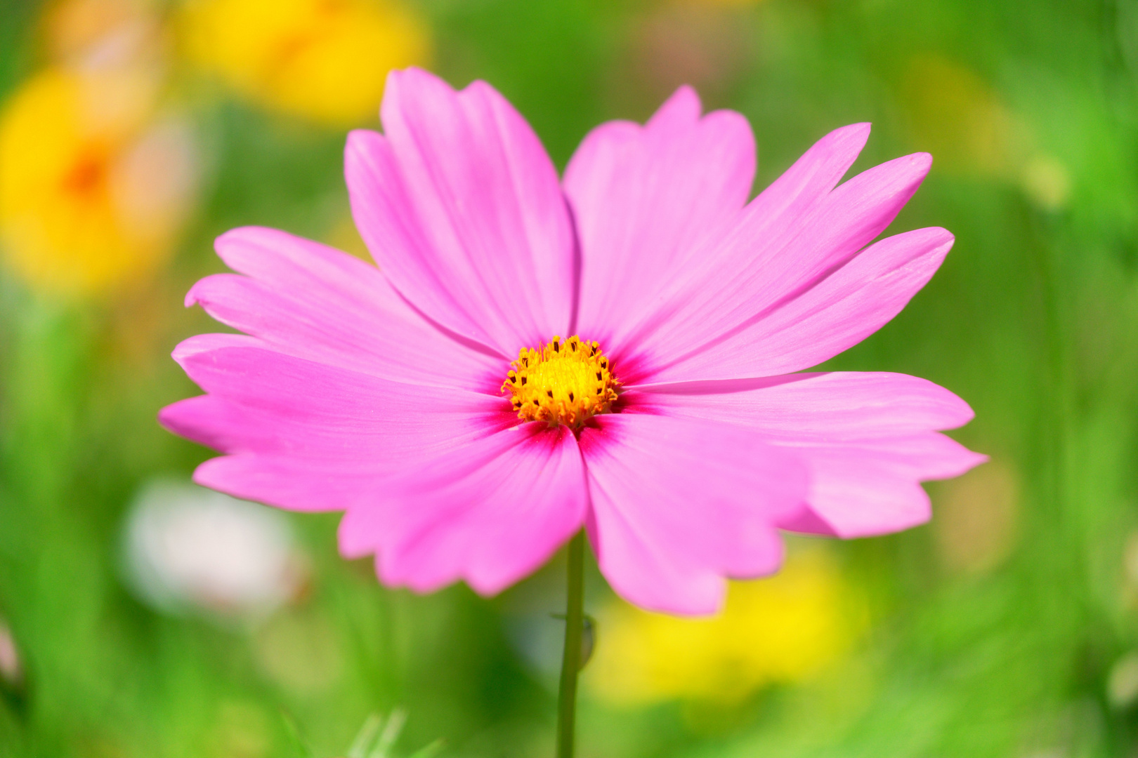 Cosmea - Schuckkörbchen (nah)