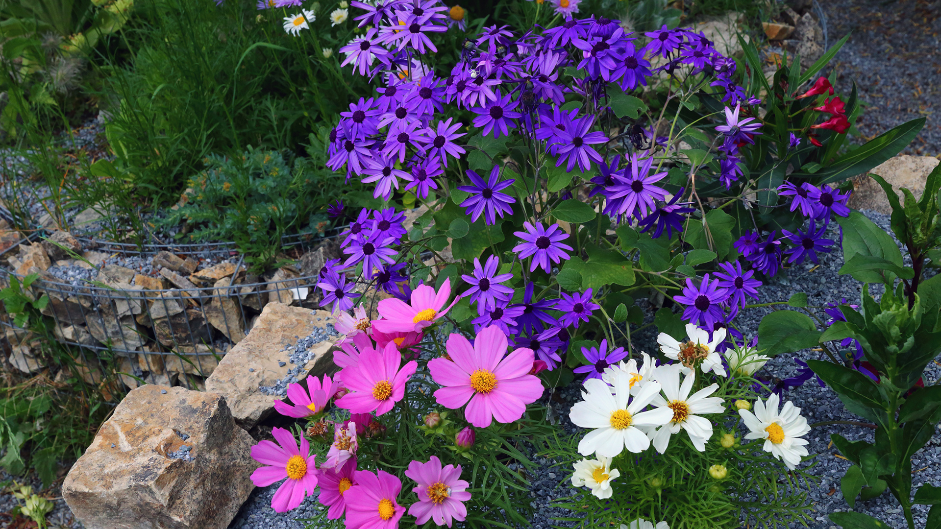 Cosmea und andere in vielen farbenfrohen Zusammenstellungen...