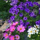 Cosmea und andere in vielen farbenfrohen Zusammenstellungen...