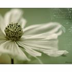 Cosmea - Variation 1