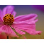 Cosmea - Variation 2