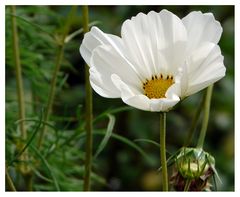 Cosmea - weiss