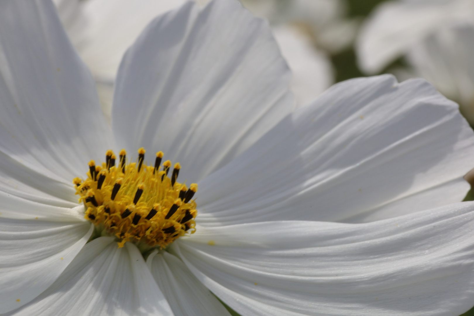 Cosmea Weiß