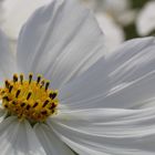 Cosmea Weiß