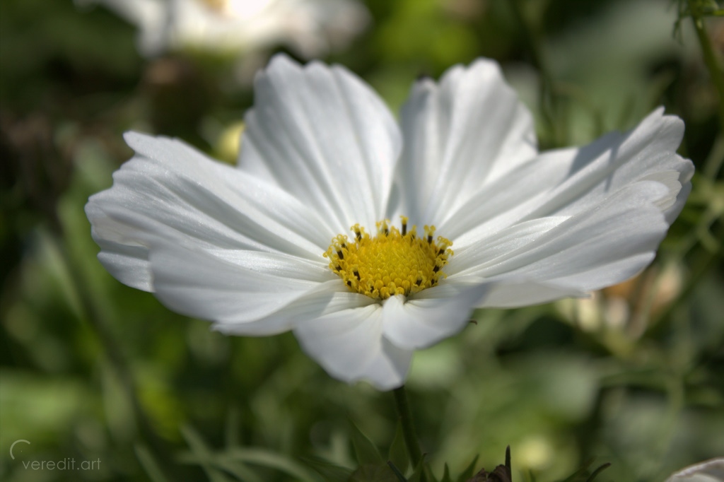 Cosmea - white dream