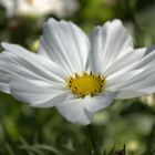 Cosmea - white dream