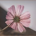 Cosmea  X