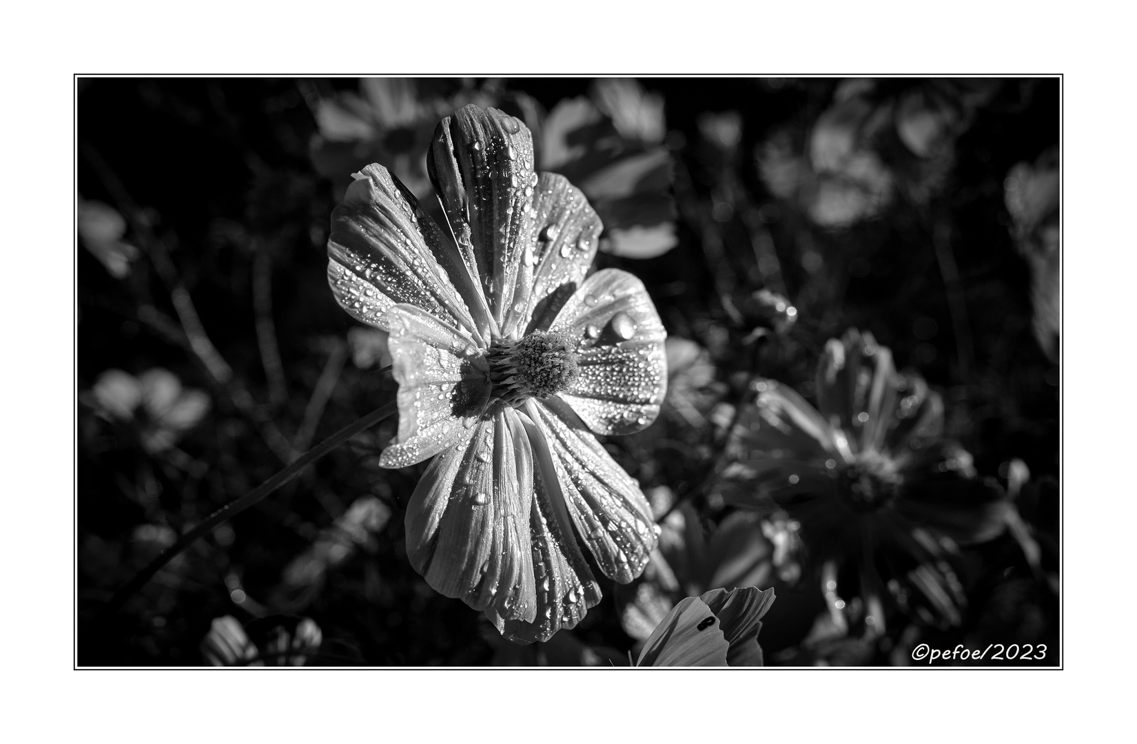 Cosmea2