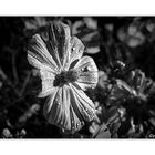 Cosmea2