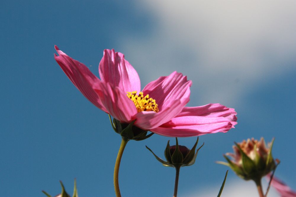 Cosmea5