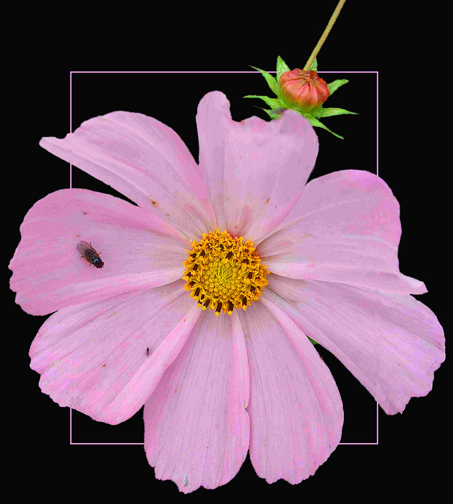 Cosmea,die letzte