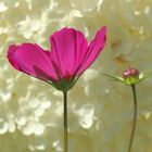 Cosmea_IMG_0496