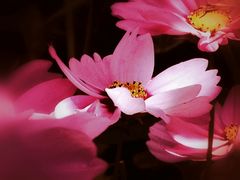 Cosmeas Cosmos