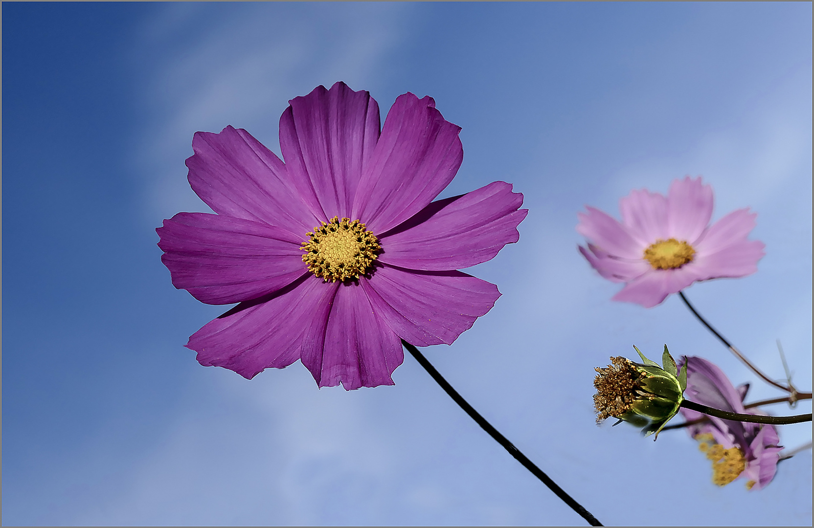 Cosmee im Garten