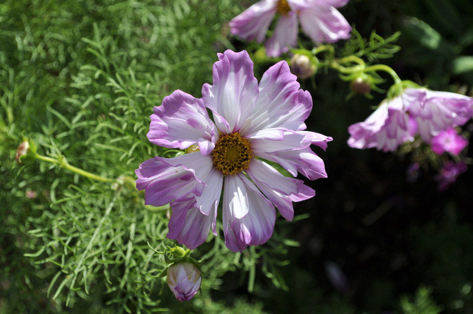 Cosmee in voller Blüte.