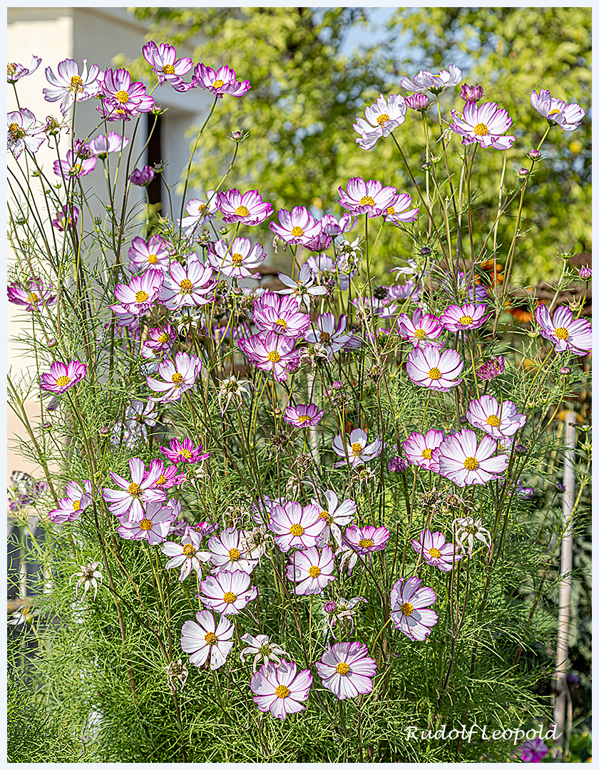 Cosmeen aus dem Garten