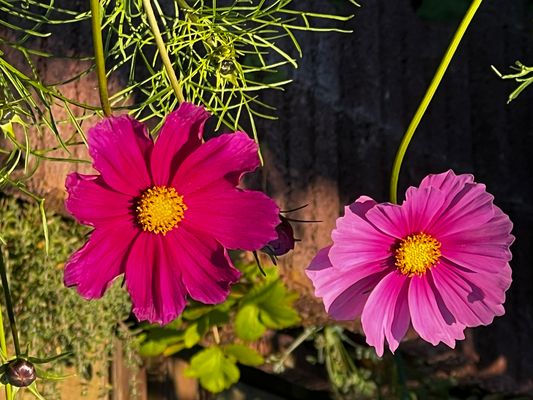 Cosmeen-Blüten im Schein der untergehenden Sonne am 6.10.2024