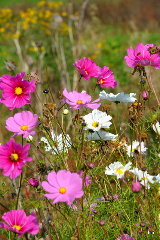 Cosmeen im Artemisia - Garten (Cosmos bipinnatus)