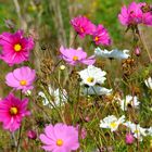 Cosmeen im Artemisia - Garten (Cosmos bipinnatus)