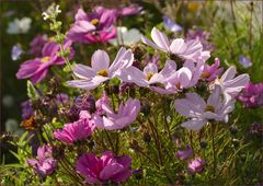 Cosmeen   im Herbst