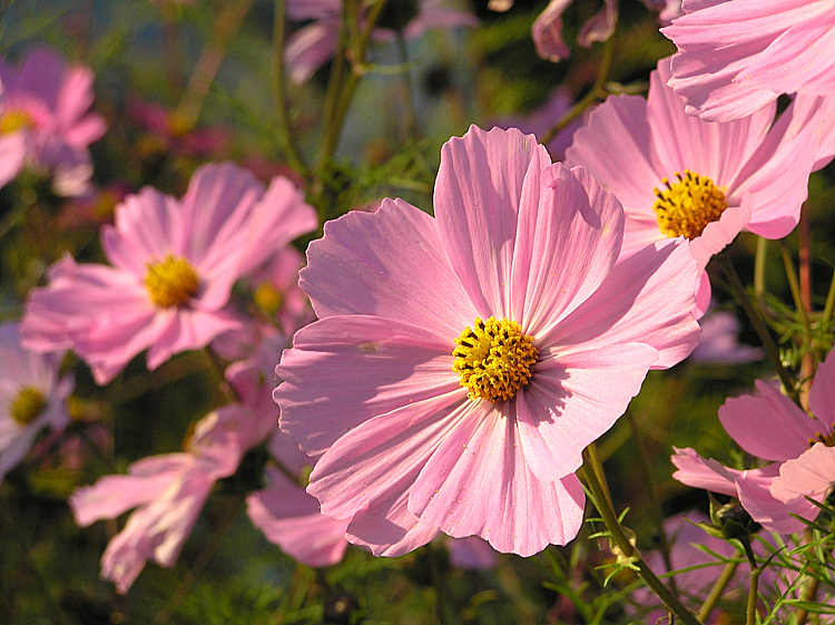 Cosmeen im Novembersonnenlicht