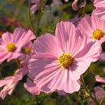 Cosmeen im Novembersonnenlicht