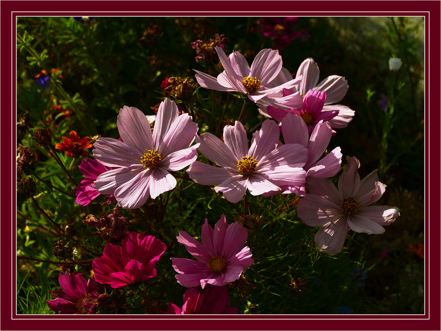 Cosmeen  im  Schatten