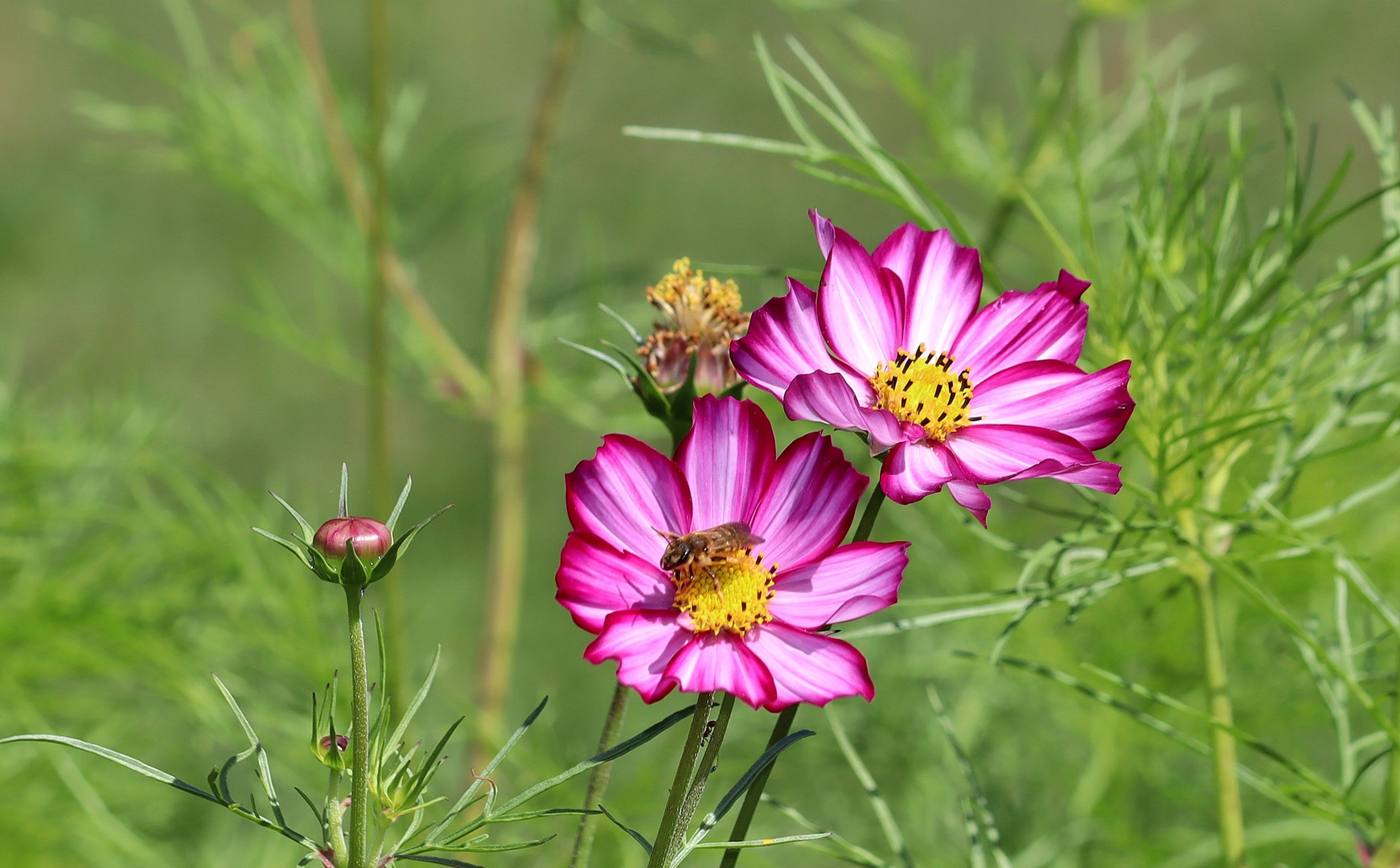 Cosmeen im Sonnenlicht