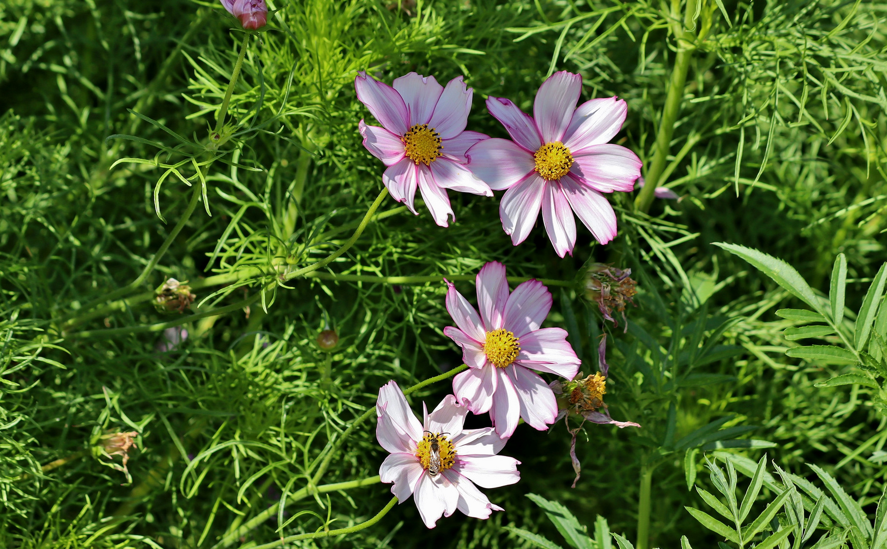 Cosmeen im Sonnenlicht