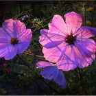 Cosmeen im Spätsommerlicht