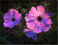 Cosmeen im Spätsommerlicht