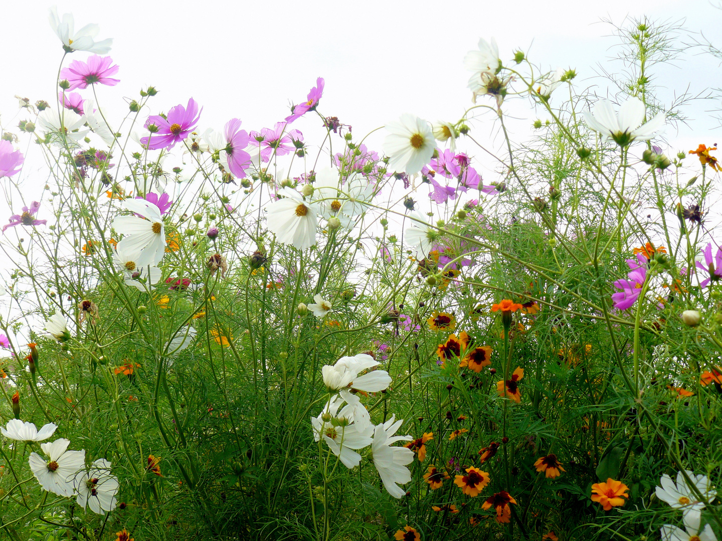 Cosmeen und andere Blumen