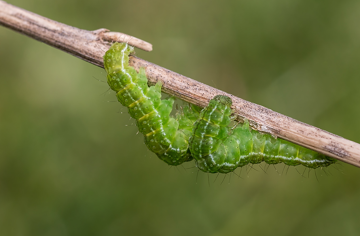 Cosmia trapezina, le Trapèze / Trapezeule