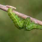 Cosmia trapezina, le Trapèze / Trapezeule