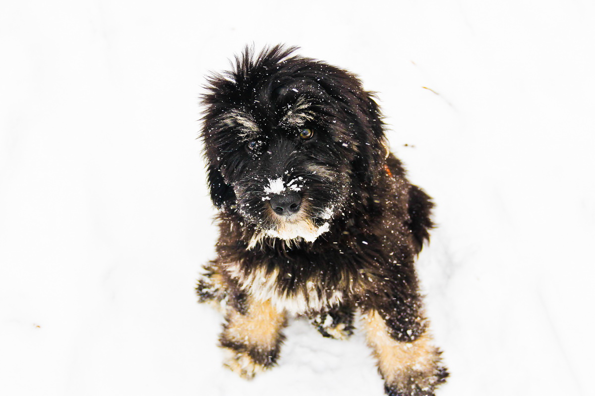 Cosmo - Kleiner Schnee-PON