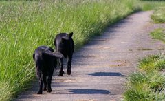 Cosmo und ein Freund