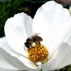 Cosmo with a Honey Bee