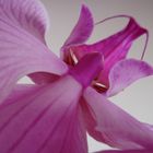Cosmopolitan Orchidee
