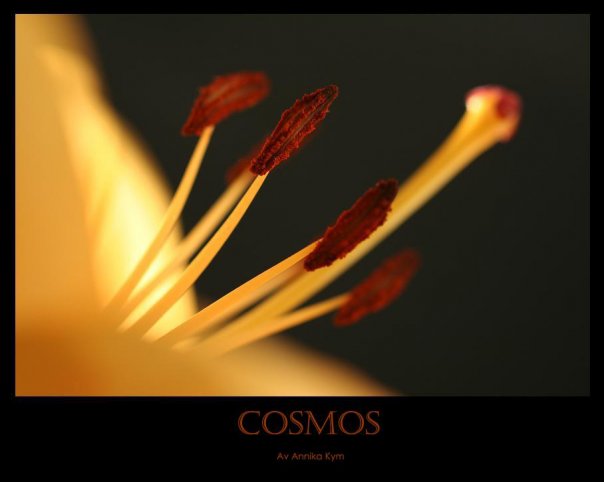 Cosmos