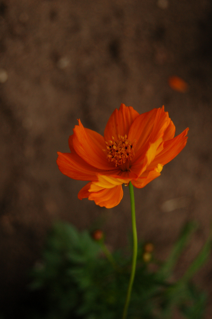 Cosmos, 2