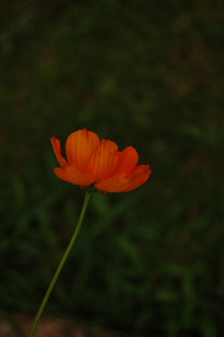 Cosmos, 3