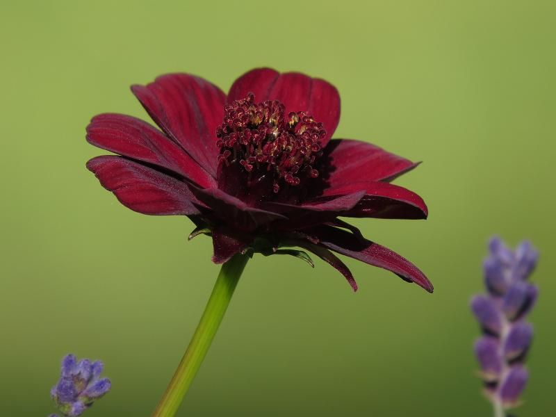 Cosmos atrosaguineus