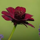 Cosmos atrosaguineus