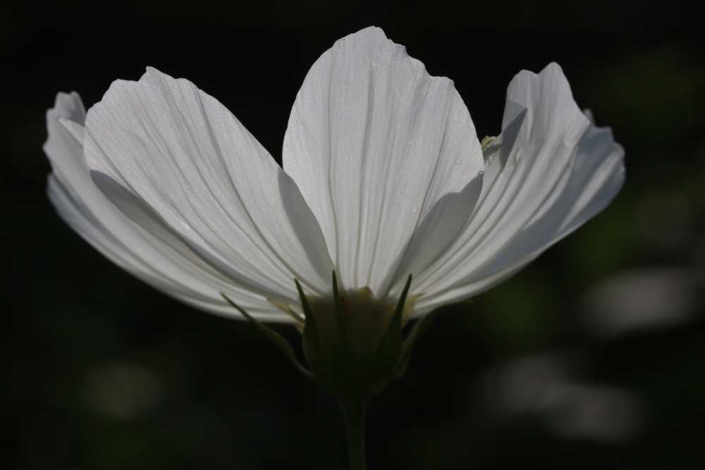 Cosmos bipinnatus