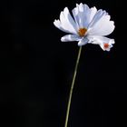 Cosmos bipinnatus  (1 von 1)