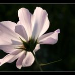 Cosmos bipinnatus