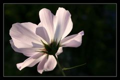 Cosmos bipinnatus